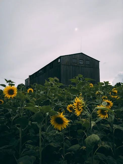Panneaux solaires photovoltaïques sur toiture maison